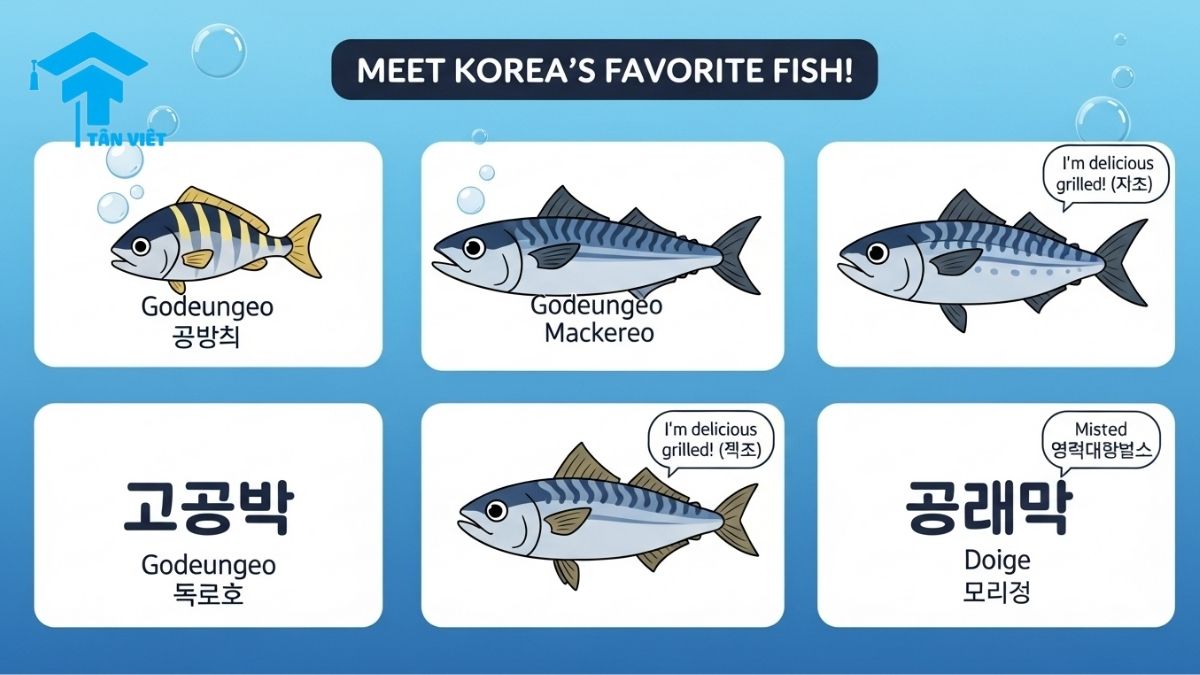 Từ vựng Tiếng Hàn về Hải sản (해산물): Toàn tập từ Cá, Tôm, Mực đến Món ăn 2 A cute Korean infographic guide to popular fish, featuring mackerel (고등어), salmon (연어), and tuna (참치). This visual helps learners identify common Korean fish names and associated dishes like Godeungeo-gui.