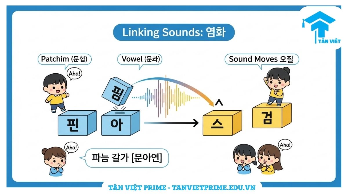 Infographic giải thích quy tắc nối âm (연음화) tiếng Hàn, mô tả phụ âm cuối (patchim) di chuyển sang kết hợp với nguyên âm đứng sau để làm rõ cách đọc liền mạch. Ví dụ minh họa nối âm, giúp phát âm tự nhiên.
