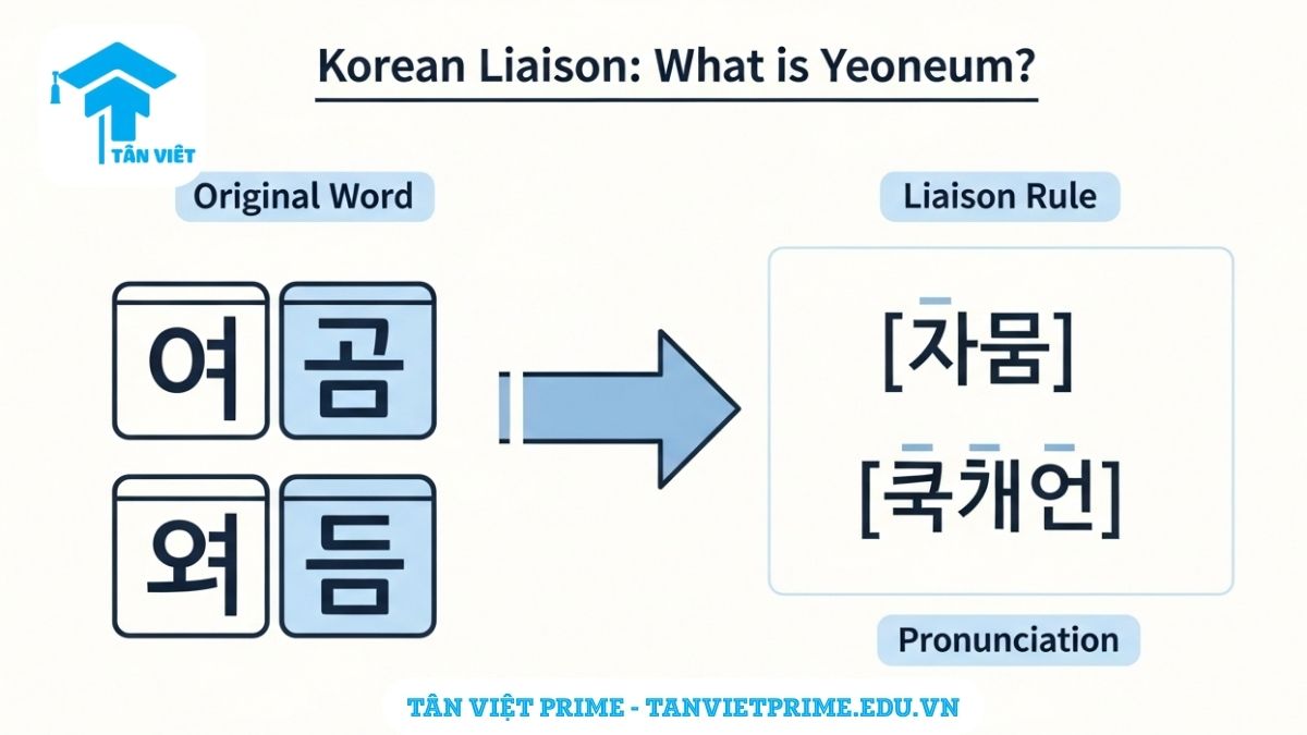 Infographic giải thích Nối âm tiếng Hàn (연음), mô tả cơ chế một phụ âm cuối (patchim) di chuyển sang nguyên âm kế tiếp để làm rõ khái niệm cốt lõi của quy tắc phát âm này. Nâng cao kỹ năng nghe và nói tiếng Hàn tự nhiên.