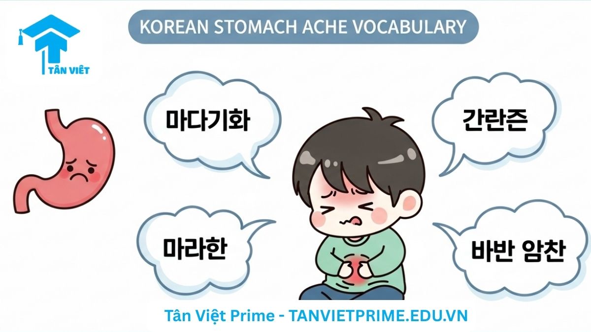 Từ Vựng Tiếng Hàn Về Bệnh Dạ Dày (Chuyên Sâu & Thực Tế Giao Tiếp) 2 Sơ đồ infographic giải thích các triệu chứng bệnh dạ dày bằng tiếng Hàn, mô tả một dạ dày minh họa với các mũi tên chỉ ra các cảm giác như '속쓰림' (ợ chua) và '복통' (đau bụng) để làm rõ sự khác biệt giữa các từ vựng. Phân biệt các loại đau bụng tiếng Hàn