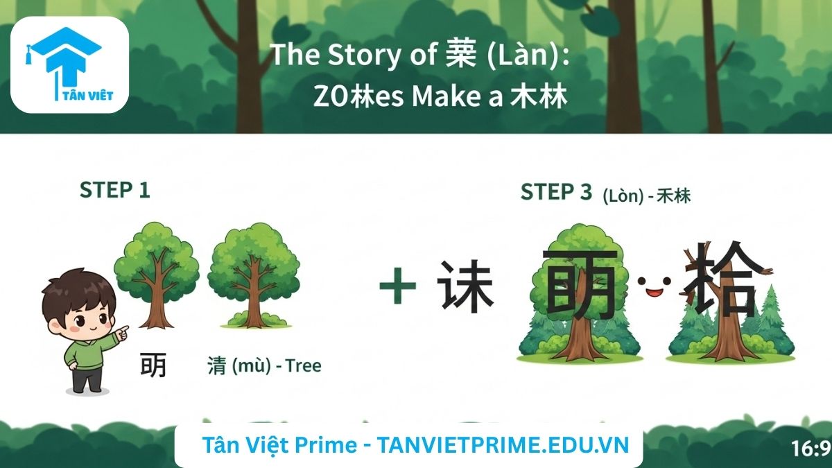 Infographic giải thích cấu tạo của chữ Lâm (林) trong tiếng Hán, mô tả quá trình ghép hai chữ Mộc (木 - cây) để tạo thành chữ Lâm (林 - rừng), giúp người học ghi nhớ Hán tự qua hình ảnh trực quan.