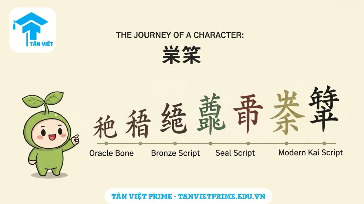 Chữ Thảo (草 / Cǎo) trong Tiếng Hán: Toàn Tập Ý Nghĩa & Thư Pháp 2 Infographic giải thích quá trình tiến hóa của chữ Thảo (草), mô tả các dạng chữ viết từ Giáp Cốt Văn, Kim Văn đến Khải Thư hiện đại để làm rõ sự phát triển của Hán tự từ tượng hình đến ký tự chuẩn hóa.